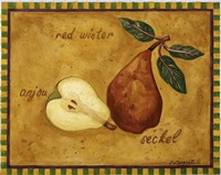 Pear Red Winter Anjou Seckel Fine Art Print
