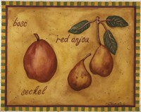 Pears Bosc Red Anjou Seckel Fine Art Print