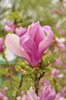 Pink Flower Fine Art Print