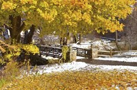 Autumn Snow Fine Art Print