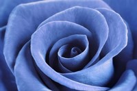 Denim Blue Rose Fine Art Print