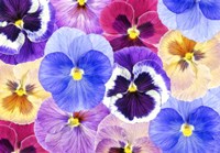 Pansy Passion II Fine Art Print