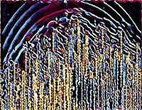 Celebration Fine Art Print