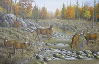 Autumn Whitetails Fine Art Print