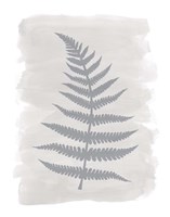 Fern2 F Fine Art Print