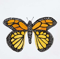 Butterfly Collection Monarch Fine Art Print