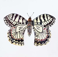 Butterfly Collection Southern Festoon Fine Art Print
