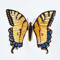 Butterfly Collection The Tiger Swallowtail Fine Art Print