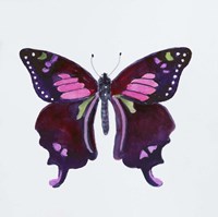 Butterfly Collection Graphium weiskei Fine Art Print