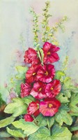 Early Morning Hollyhock Fine Art Print