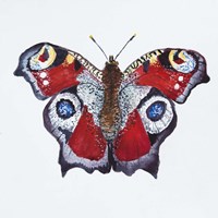 Butterfly Collection Peacocks Fine Art Print