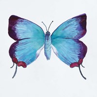Butterfly Collection Poritia Enycinoides Fine Art Print