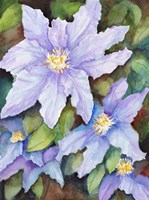 Lavender Cosmos Fine Art Print