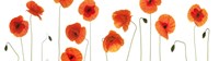 Row of Poppies on White Fine Art Print