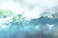 Pony in the Lake Fine Art Print