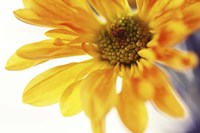 A Little Bit Sun in the Cold Time Fine Art Print