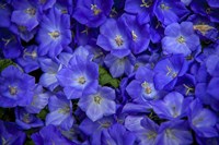 Blue Bells Carpet at Amsterdam Floral Market Fine Art Print