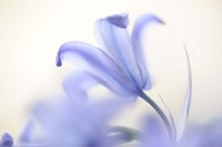 Blue Light Wild Hyacinth Fine Art Print
