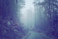 Blue Woods Misty Way Fine Art Print