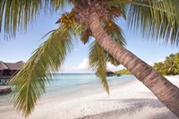 Bowed Palm Fine Art Print