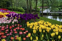 Colorful Corner Keukenhof Tulips Garden 1 Fine Art Print