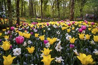 Colorful Corner Keukenhof Tulips Garden 2 Fine Art Print