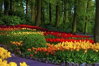 Colorful Corner Keukenhof Tulips Garden 3 Fine Art Print