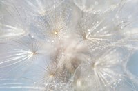 Ethereal Lightness Fine Art Print