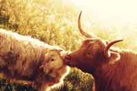 Fenella with Her Daughter Fine Art Print