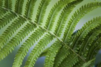 Healing Art Fern Leaf After Rain Fine Art Print