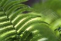 Healing Art Fern Leaf Fine Art Print