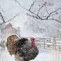 Christmas Turkey Fine Art Print