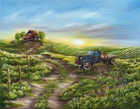 Morning Glory Fine Art Print