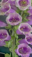 Digitalis 4 Fine Art Print
