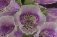 Digitalis 5 Fine Art Print