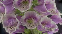 Digitalis 6 Fine Art Print