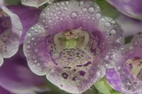 Digitalis 7 Fine Art Print