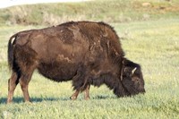 Bison of the Badlands 1 Fine Art Print