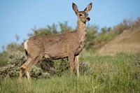 Mule Deer of the Badlands 1 Fine Art Print