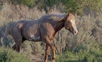 Mustangs of the Badlands 7 Fine Art Print