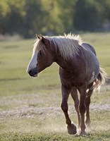 Mustangs of the Badlands 14 Fine Art Print