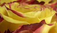Yellow and Red Rose 1 Fine Art Print