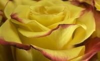 Yellow and Red Rose 2 Fine Art Print