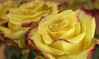 Yellow and Red Rose 3 Fine Art Print