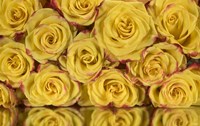 Yellow and Red Rose 6 Fine Art Print