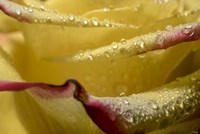 Yellow and Red Rose 11 Fine Art Print