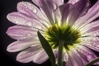 Beneath the Daisies 5 Fine Art Print