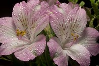 Pink Alstroemerias 4 Fine Art Print