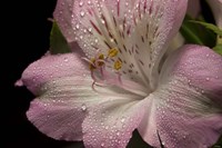 Pink Alstroemerias 5 Fine Art Print