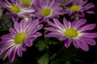 Pink Daisies 1 Fine Art Print